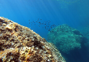 Underwater landscape - rock formations in Adriatic sea near Hvar island, Croatia