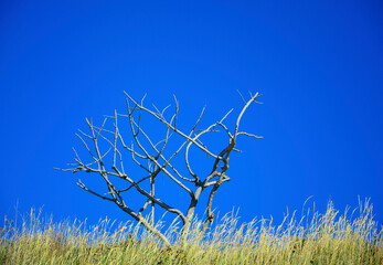 uschnięte drzewo, błękitne, niebieskie niebo, żółte trawy, dead tree against the blue sky