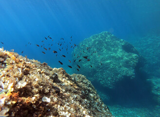 Underwater landscape - rock formations in Adriatic sea near Hvar island, Croatia