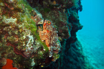 Fototapeta na wymiar Small scorpionfish in Adriatic sea, Croatia