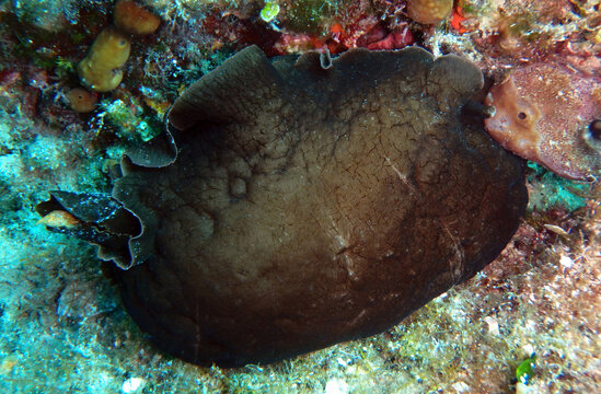 Anaspidea Bilder Durchsuchen 689 Archivfotos, und