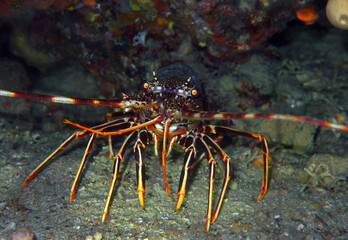 European spiny lobster in Adriatic sea, Croatia