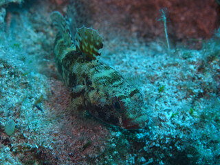 Goby fish in Adriatic sea near Hvar island, Croatia