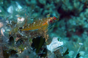Goby fish in Adriatic sea near Hvar island, Croatia 