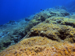 Fototapeta na wymiar Underwater landscape - rock formations in Adriatic sea near Hvar island, Croatia
