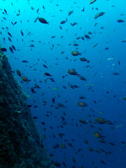 Fototapeta na wymiar Underwater landscape of Adriatic sea, Croatia