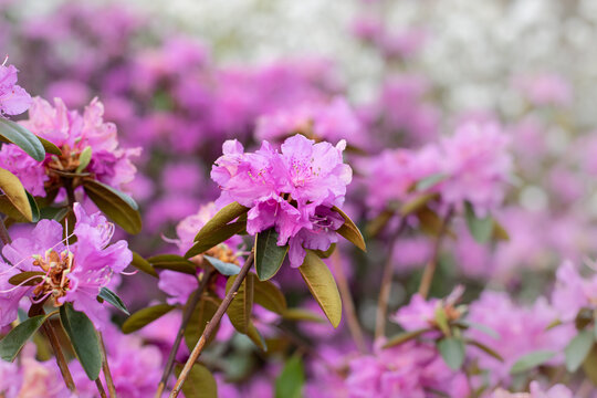 Lavander Rhododendron (PJM group) blooming in spring