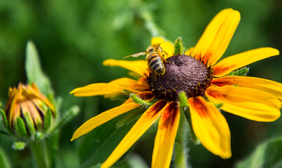 A bee collects nectar on a chamomile flower on a sunny day, pollinating the plant.