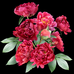 Red peonies isolated on black background. Floral arrangement, bouquet of garden flowers. Can be used for invitations, greeting, wedding card.