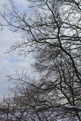 Black bare tree branches against the background of the winter cloudy blue sky
