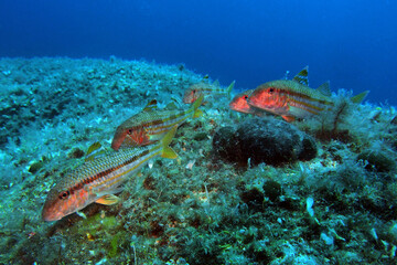 Red mullets in Adriatic sea, Croatia