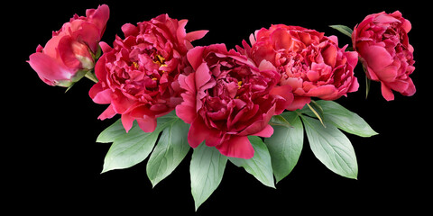 Red peonies isolated on black background. Floral arrangement, bouquet of garden flowers. Can be used for invitations, greeting, wedding card.