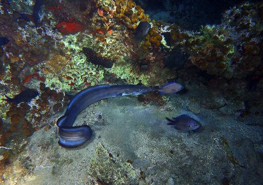 European conger hunting in the night in Adriatic sea, Croatia