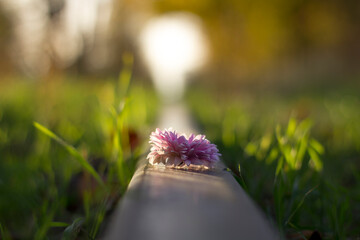 Flower on a rail in autumn