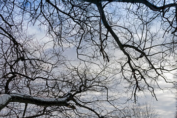 Black bare tree branches against the background of the winter cloudy blue sky