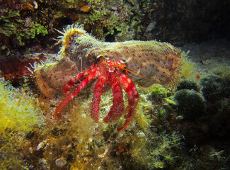Dardanus calidus - hermit crab with the sea anemone in Adriatic Sea near Hvar island, Croatia