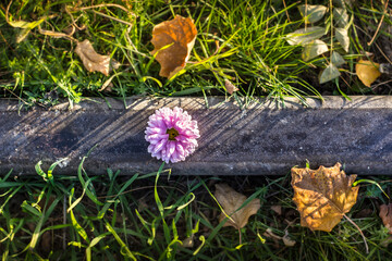 Flower on a rail in autumn