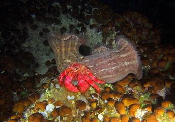 Dardanus calidus - hermit crab with the sea anemone in Adriatic Sea near Hvar island, Croatia