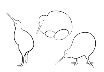 Set of flightless kiwi line art. Endemic  endangered birdie of New Zealand. The smallest ratite with long beak and brown feathers. Outline bird in three angles -standing, searching and nesting.