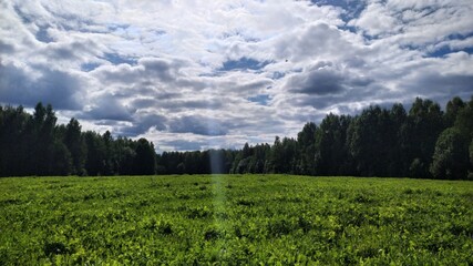 landscape with field, forest and clouds