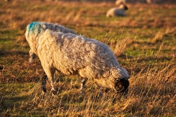 Sheep at sunset in field
