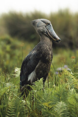 WILDLIFE PHOTOS