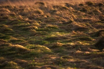 Grass at sunset