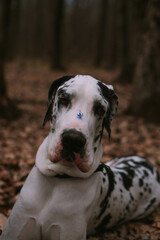 Portrait of a big dog in forest