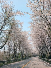 Cherry blossoms load