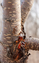 Damaged merry  trunk with dripping gum. Close-up, selective focus.