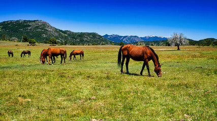 Fototapeta na wymiar Close view of a group of horses grazing in a green meadow with the mountains behind at San Martin de los Andes, Neuquen, Argentina. 