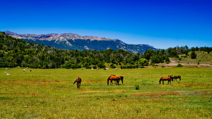 Close view of a group of horses grazing in a green meadow with the mountains behind at San Martin...