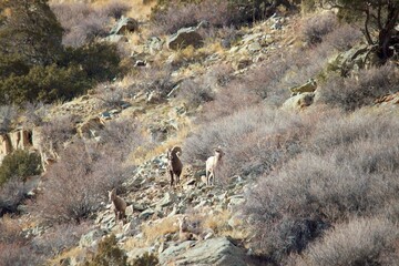 Bighorn Sheep : Ram and Ewes on rocky mountainside