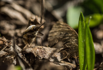 hoverfly sits on a old leave and wild garlic