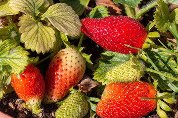 Tasty seasonal strawberries growing in a pot