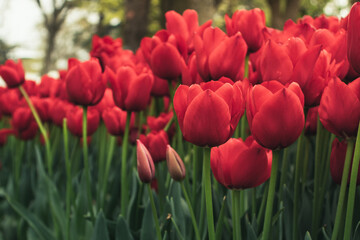 Red tulips in Istanbul