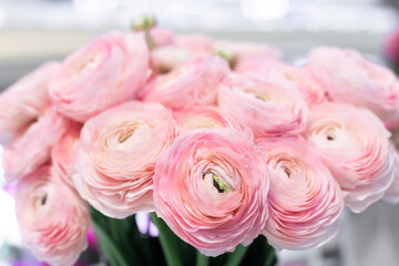 A bouquet of flowering ranunculus pink on a light background. Rich buttercup buds.