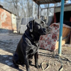 black labrador retriever