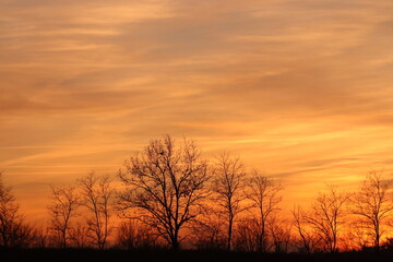 Fototapeta na wymiar panorama di alberi al tramonto in inverno