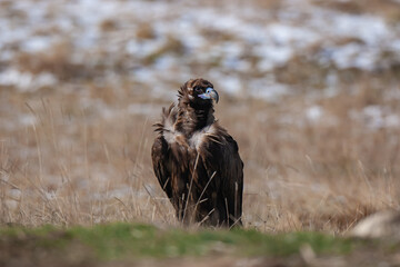Cinereous Vulture, (Aegypius monachus) in its natural habitat. Wildlife.