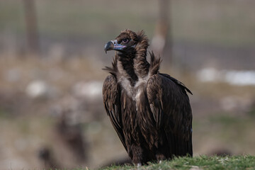 Cinereous Vulture, (Aegypius monachus) in its natural habitat. Wildlife.
