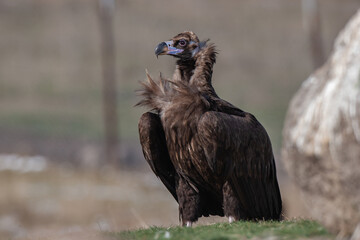 Cinereous Vulture, (Aegypius monachus) in its natural habitat. Wildlife.
