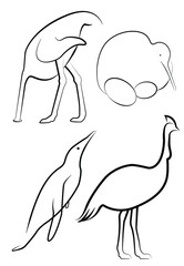 Set of flightless species vector outline illustrations.  Birds in various angles - ostrich hide a head in sand, nesting kiwi, swimming penguin, standing cassowary.