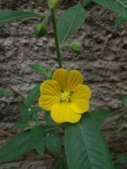 yellow flower in the garden