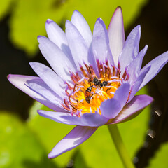 Big wild purple water lily or lotus flower, Nelumbo nucifera in the water. Nymphaea in the pond.