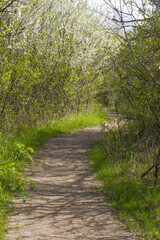 sinuous dirt walking track through springtime shrubs for life adventure