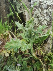 close up of bad weed in the mountains