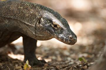 Komodo dragon in Flores, Indonesia