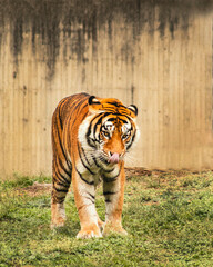 Tigre de bengala