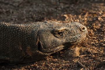Komodo dragon in Flores, Indonesia